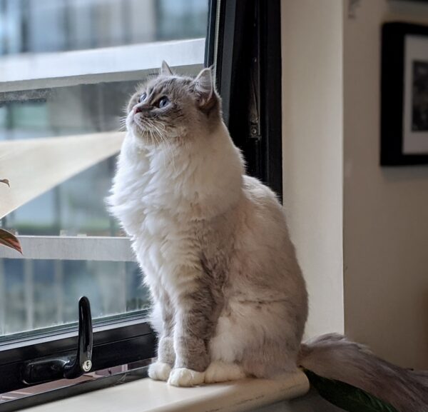 Zoe - sweet and gentle girl - Image 2