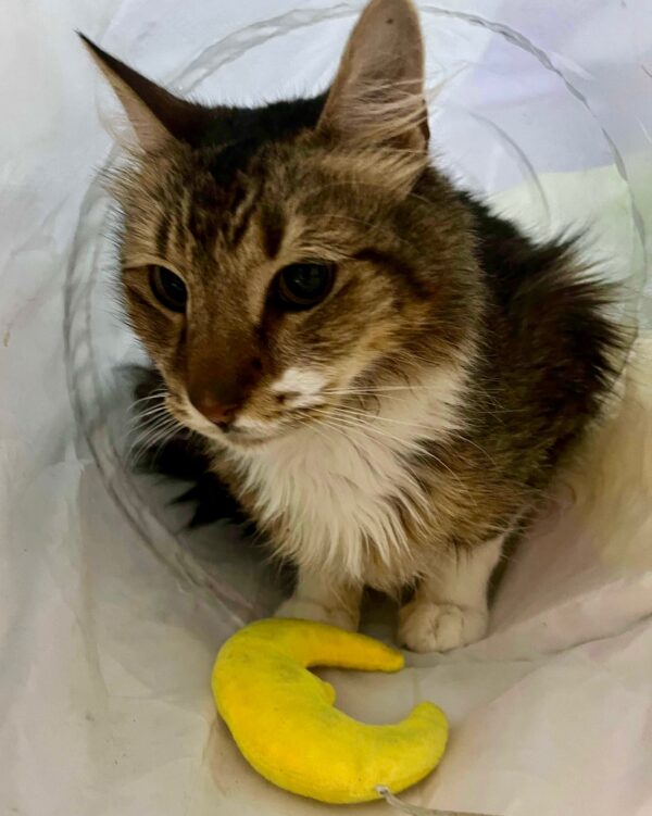 Oscar - gentle soul - Image 3