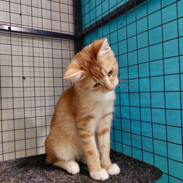 Blaze - shy ginger boy - Image 4
