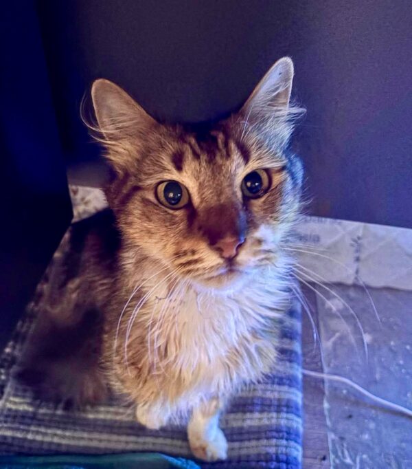 Oscar - gentle soul - Image 2