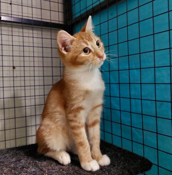 Blaze - shy ginger boy - Image 3