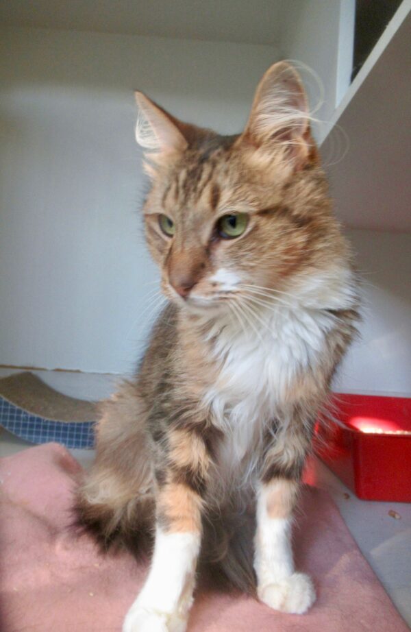 Oscar - gentle soul