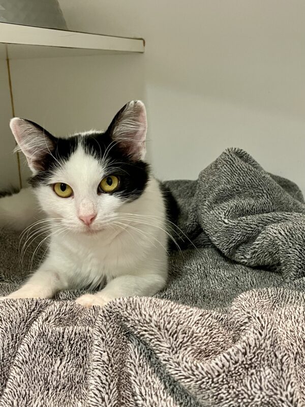 Zoe - spirited and affectionate - Image 2