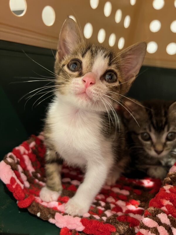 Tinsel - affectionate and gentle little boy - Image 5