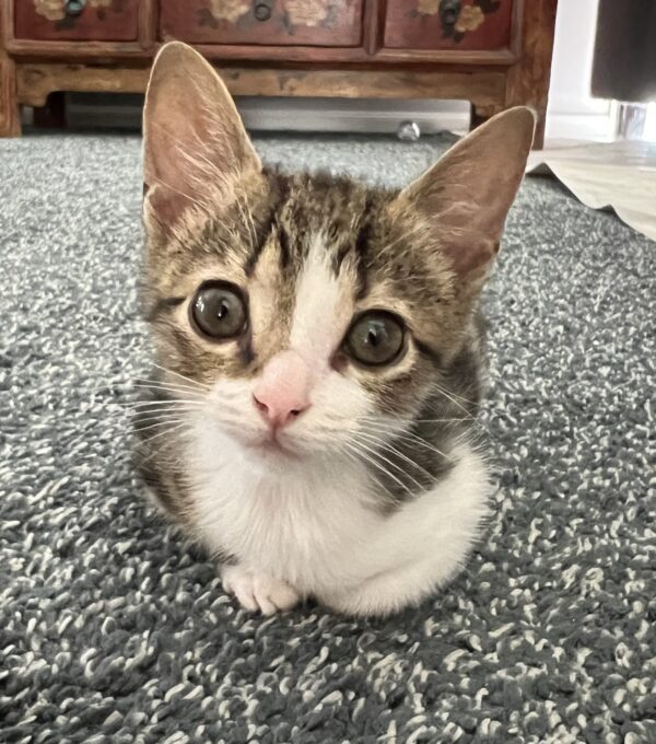 Tinsel - affectionate and gentle little boy - Image 3