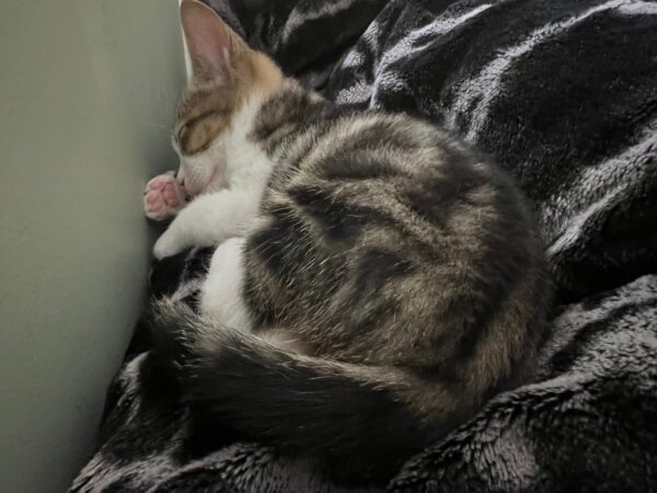 Tinsel - affectionate and gentle little boy - Image 4