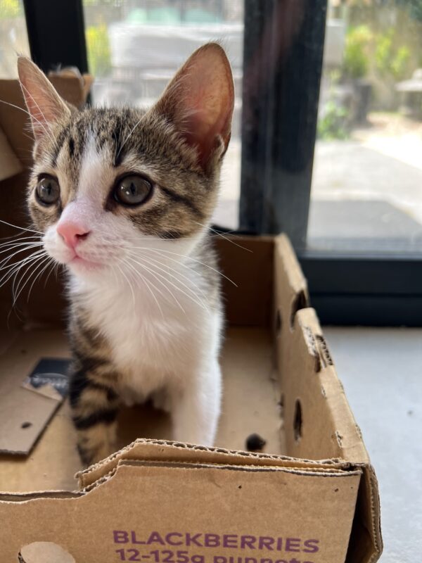Tinsel - affectionate and gentle little boy - Image 2
