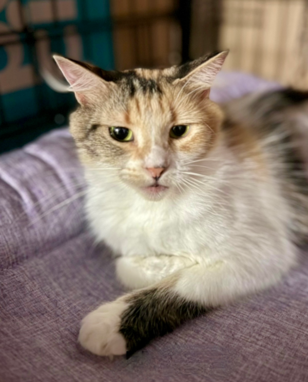 Mallee - a gentle soul - Image 2
