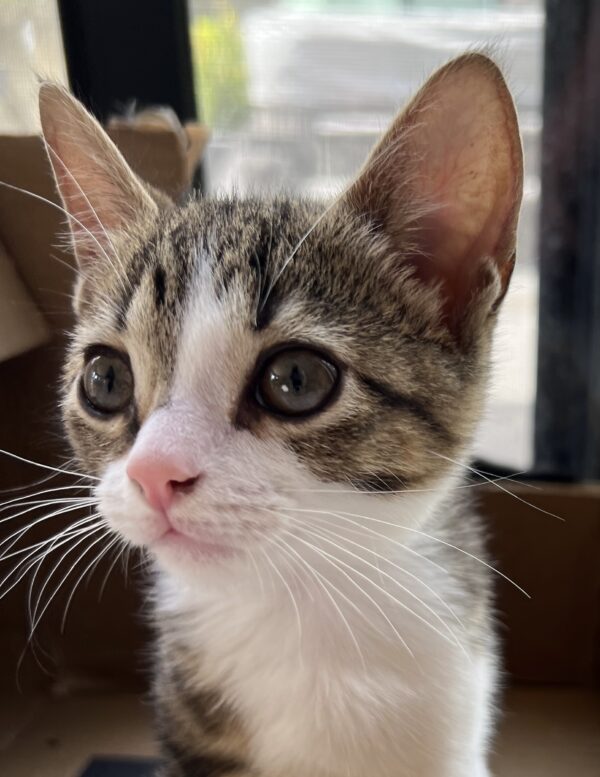 Tinsel - affectionate and gentle little boy