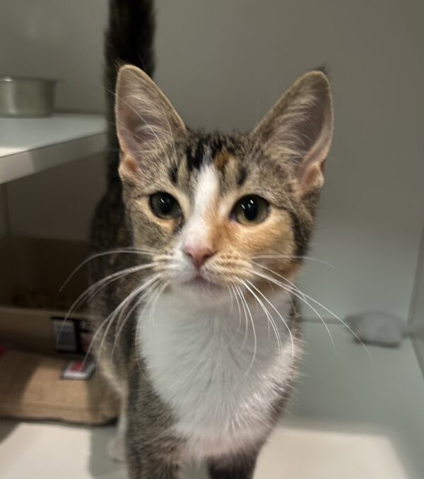 Rose - sweet calico girl - Image 2