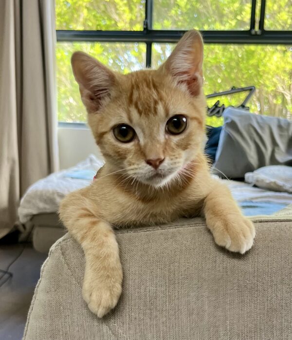 Jaguar - cuddly and curious kitten