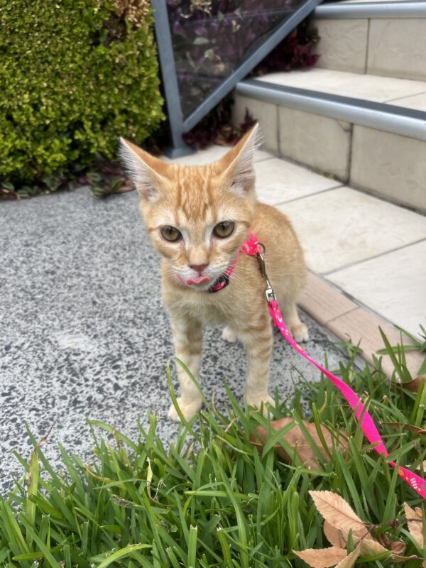 Jaguar - cuddly and curious kitten - Image 4