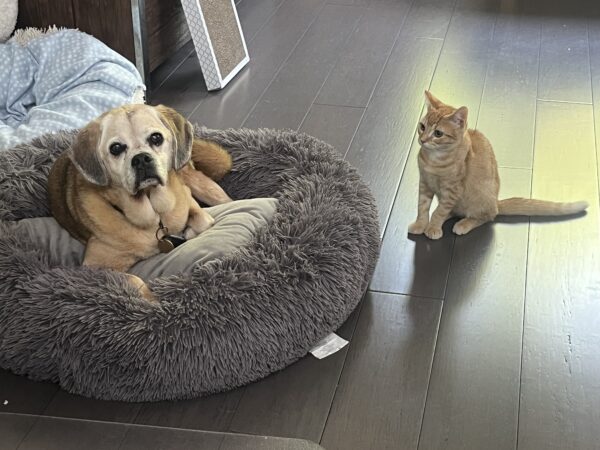 Jaguar - cuddly and curious kitten - Image 5