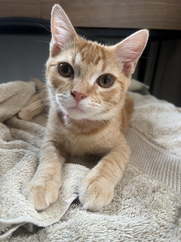 Jaguar - cuddly and curious kitten - Image 2