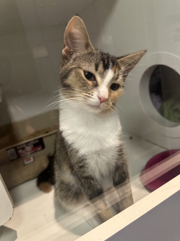 Rose - sweet calico girl - Image 3