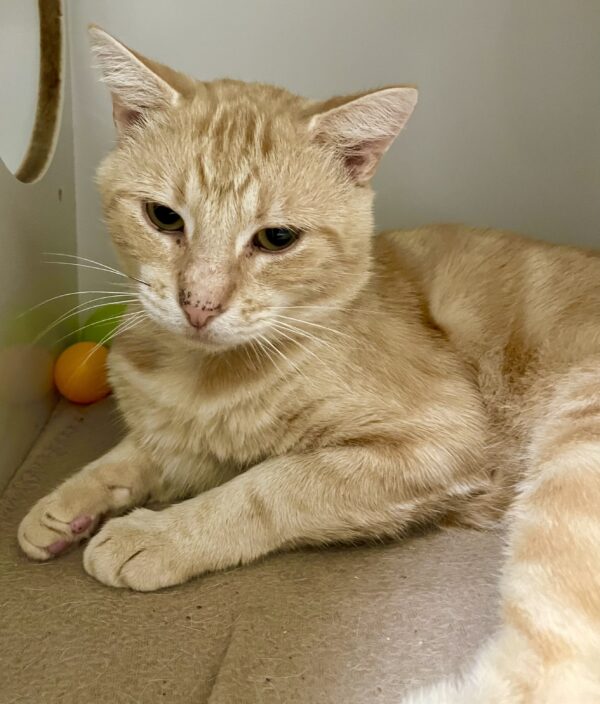 Casper - sweet and affectionate
