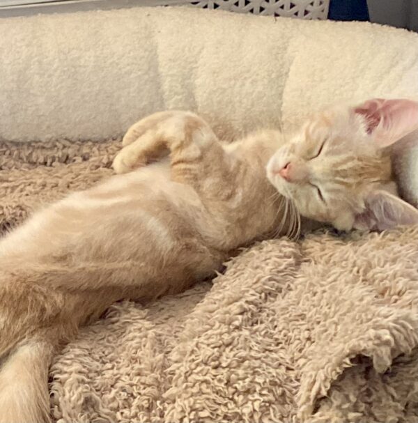 Coco - bundle of energy and playfulness - Image 5