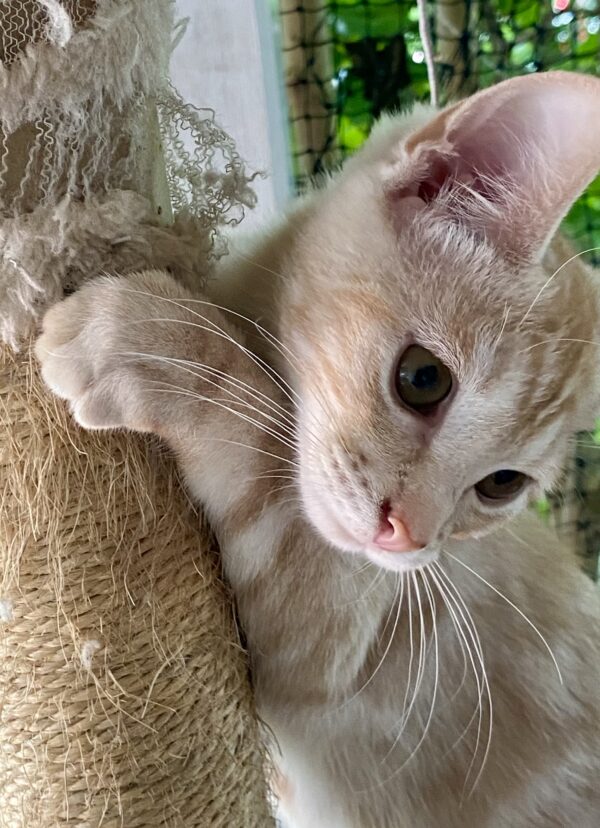 Coco - bundle of energy and playfulness