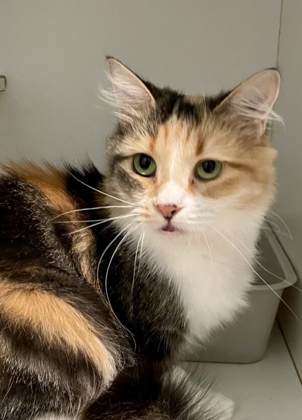 Mallee - a gentle soul