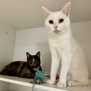 Hilda and Sunni - bonded duo