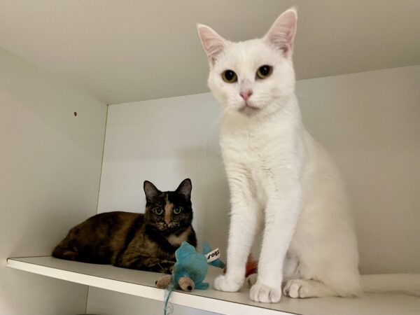 Hilda and Sunni - bonded duo