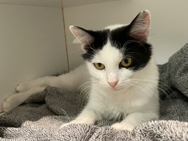 Zoe - spirited and affectionate - Image 3