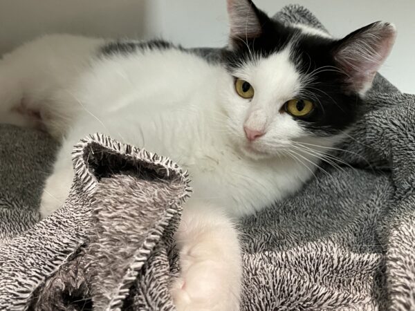 Zoe - spirited and affectionate