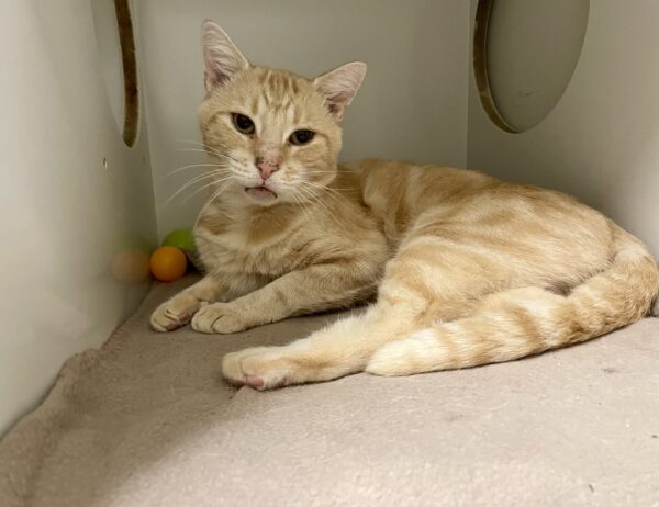 Casper - sweet and affectionate - Image 2