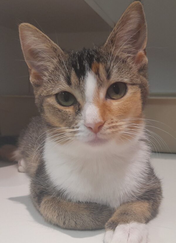 Rose - sweet calico girl