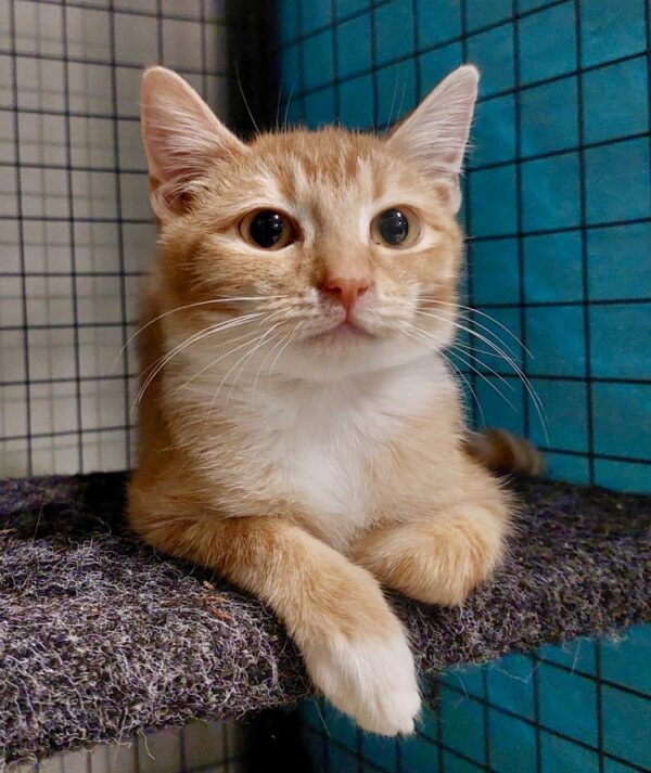 Blaze - shy ginger boy