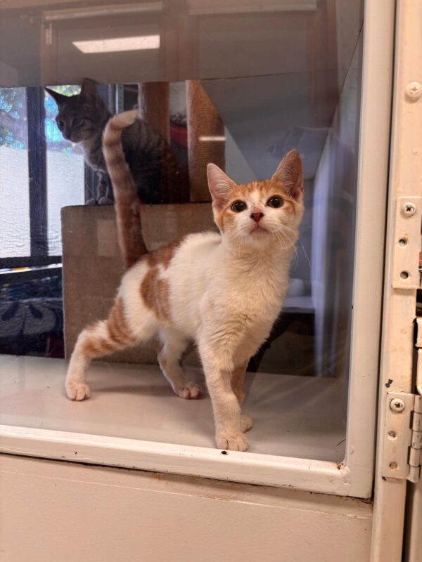 Adom - curious and extra playful - Image 3