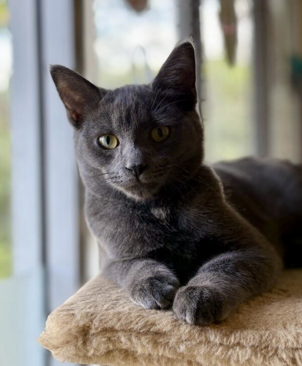 George - inquisitive boy - Image 2