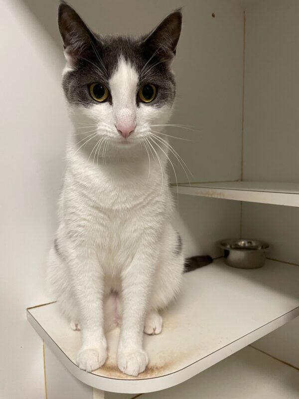 Luna - friendly and social - Image 2