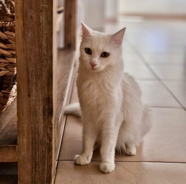 Lilly - social and loving - Image 2