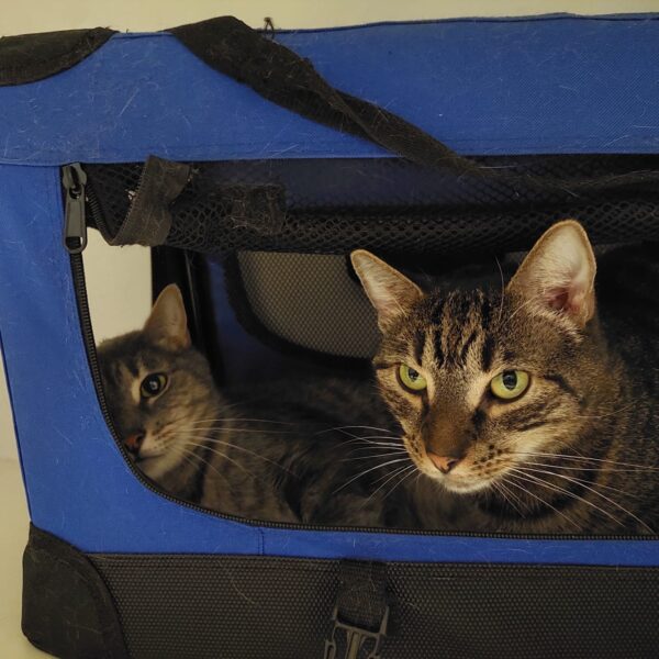 Turbo and Hiccup -a balanced duo - Image 5