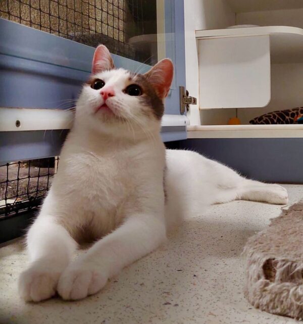 Storm - resilient and sweet - Image 2