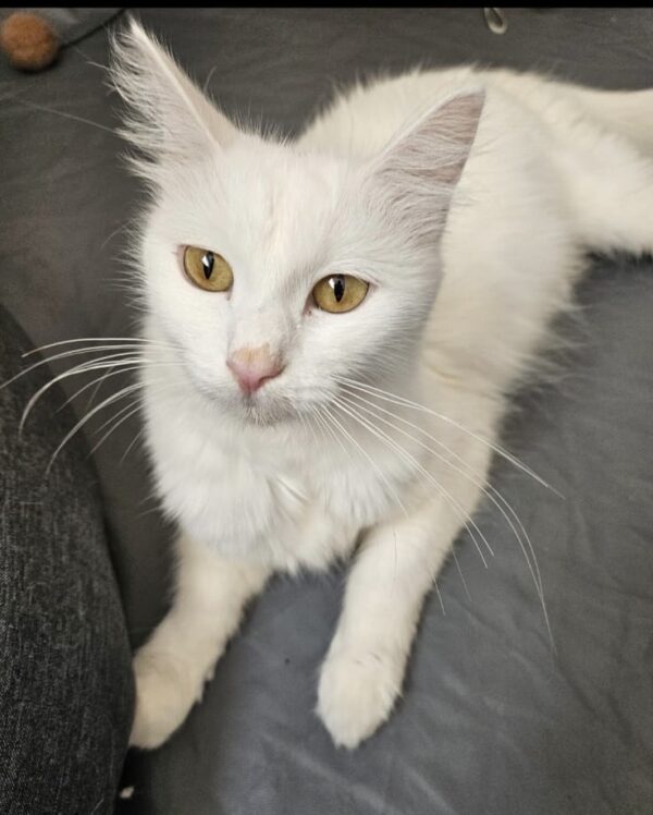 Lilly - social and loving - Image 3