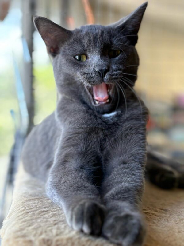 George - inquisitive boy - Image 3