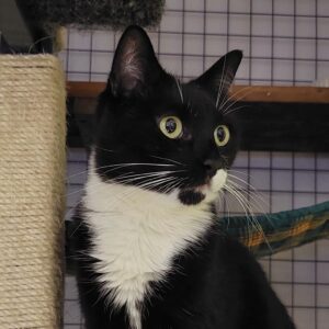 Annie - gentle and petite