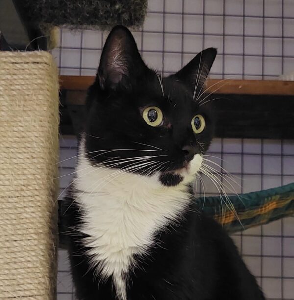 Annie - gentle and petite
