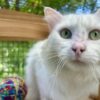 Mr Bigglesworth - friendly and affectionate - Image 2