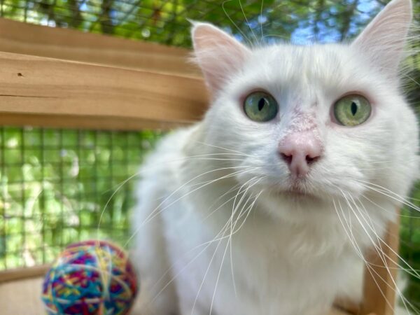 Mr Bigglesworth - friendly and affectionate - Image 2