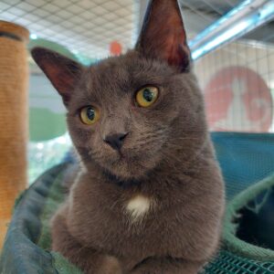 George - inquisitive boy