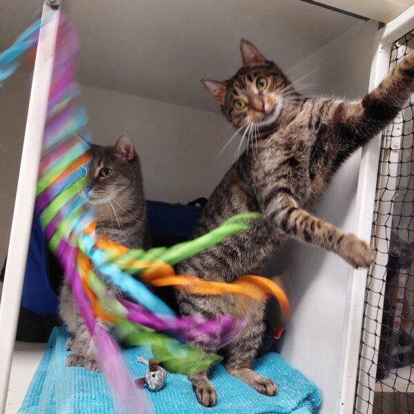 Turbo and Hiccup -a balanced duo