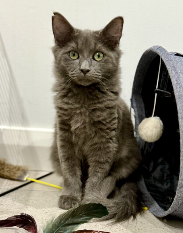 Mister - gentle and sweet boy - Image 2