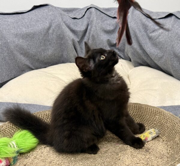 Onyx - a bundle of love and fun - Image 2