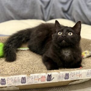 Onyx - a bundle of love and fun