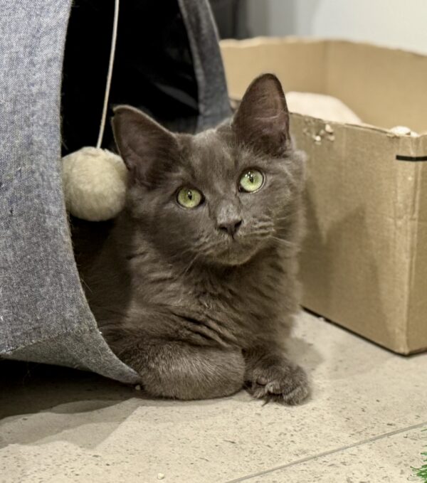 Mister - gentle and sweet boy - Image 3