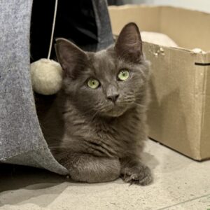 Mister - gentle and sweet boy
