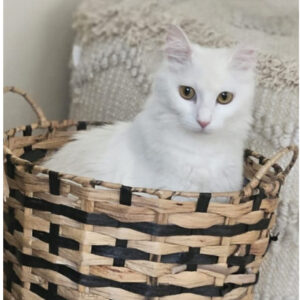 Lilly - social and loving